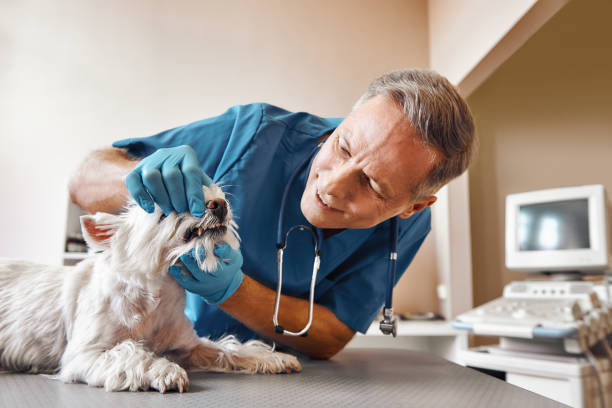 Best Mobile Emergency Dentist in Patterson Tract, CA